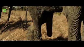 Sexo do elefante comico