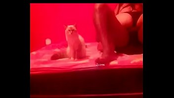 Fantasia de mulher gato sexo vídeo