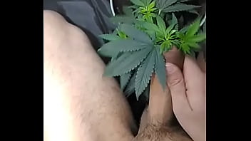 Video sexo com cannabis gay