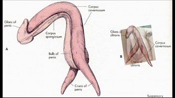 Cirurgia para troca de sexo funciona o penis funciona