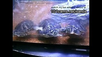Tartaruga fazendo sexo